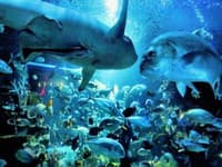 Package02: One Day Chiang Mai Animals Planet Package travel program by Unix Peak Travel