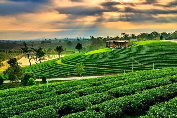 Chiang Rai Tour01: Chiang Rai Day Tour travel program by Unix Peak Travel