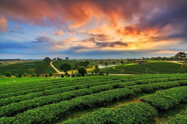 Chiang Mai Tour06: One Day Tour Chiang Rai and Golden Triangle travel program by Unix Peak Travel