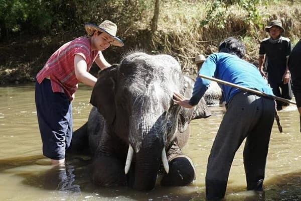 Half Day Tour04: Half Day Elephant Care and Orchid Farm travel program by Unix Peak Travel
