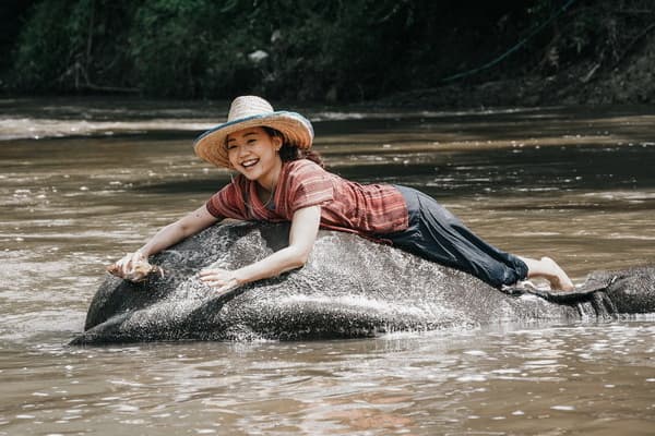 Chiang Mai Tour09: Chiang Mai Elephant Care and Bua Tong Sticky Waterfall travel program by Unix Peak Travel