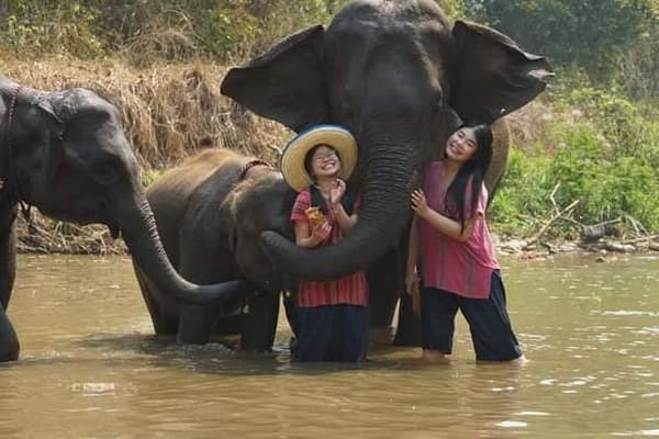 Half Day Tour04: Half Day Elephant Care and Orchid Farm travel program by Unix Peak Travel