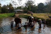 Elephant Tour03: Half Day Elephant Care at Kanta Elephant Sanctuary travel program by Unix Peak Travel