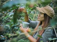 Budget15: Chiang Mai Coffee Farm Tour travel program by Unix Peak Travel