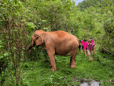 Budget16: Sunrise at Doi Suthep Temple and Elephant Observation travel program by Unix Peak Travel