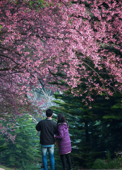 Event02: Cherry Blossom Khun Chang Kian travel program by Unix Peak Travel