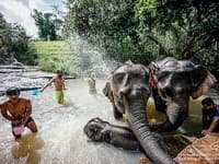Elephant Tour06: Full Day Elephant Care at Elephant Jungle Sanctuary travel program by Unix Peak Travel
